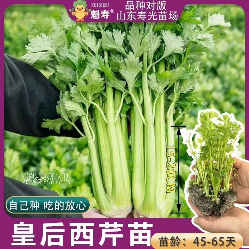 寿光皇后大肉西芹苗秧带土球春秋四季盆栽脆嫩实心四季香芹菜种子