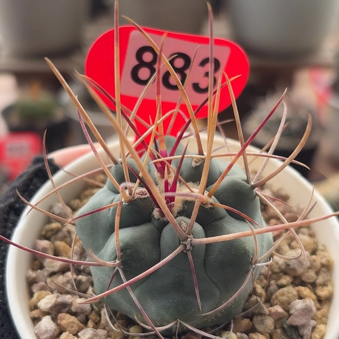 仙人球实生绯冠龙