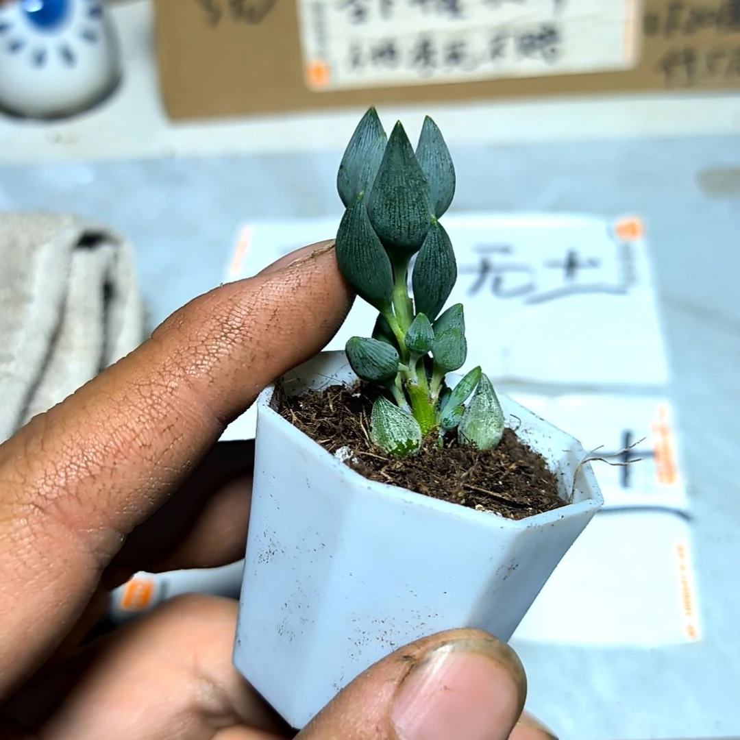 满6元包邮，锦上珠小苗单头