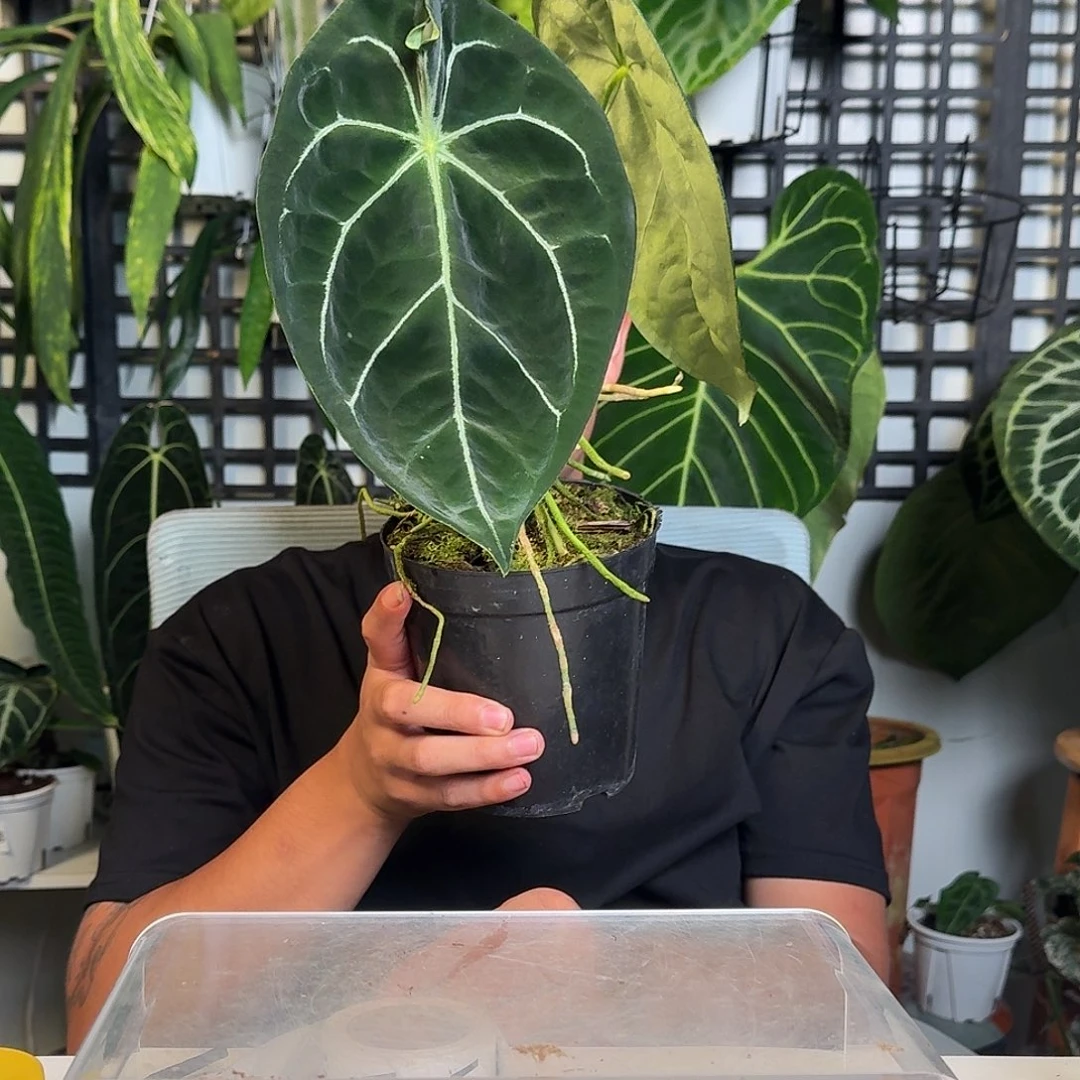 无花朵一物一拍W42