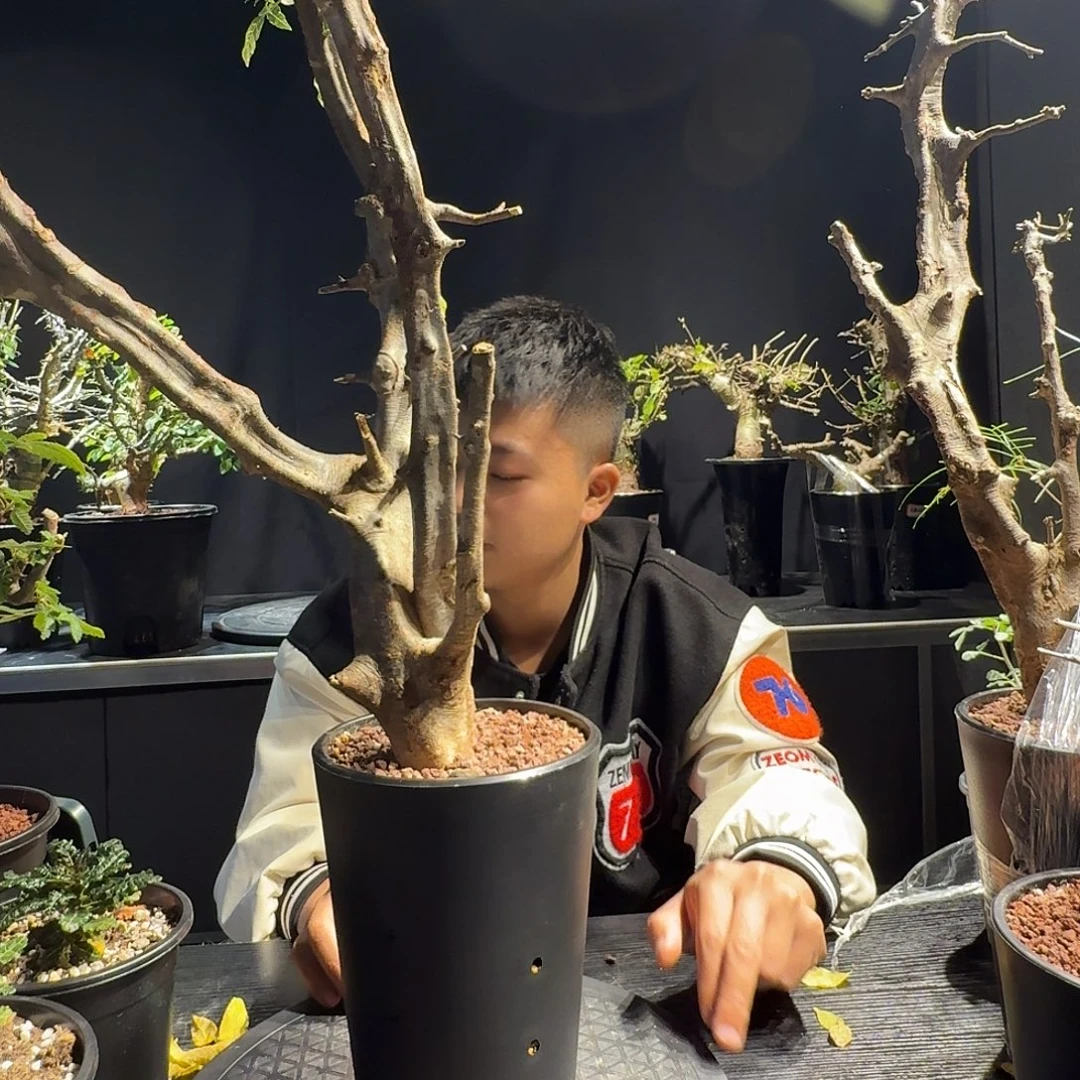 扭矩没药一个产场熟桩