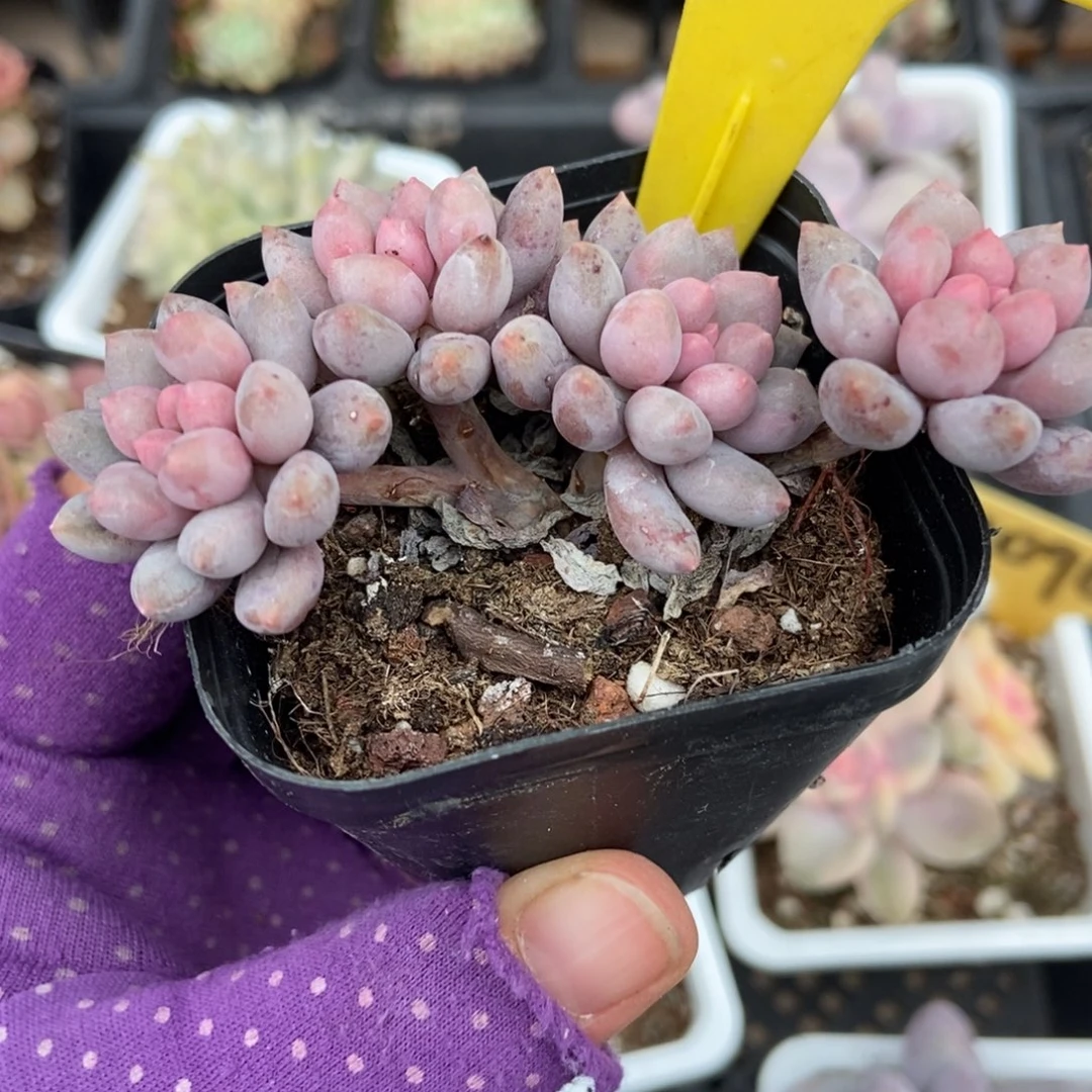 957星黛露多肉植物