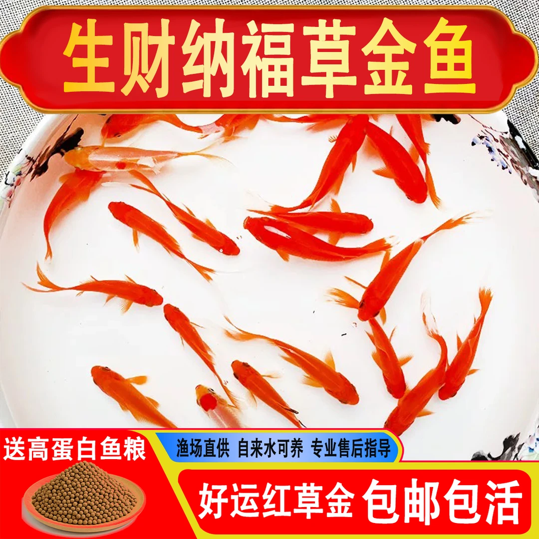 冷水草金鱼观赏鱼耐活好养淡水小鱼不加温宠物小红草锦鲤活体鱼