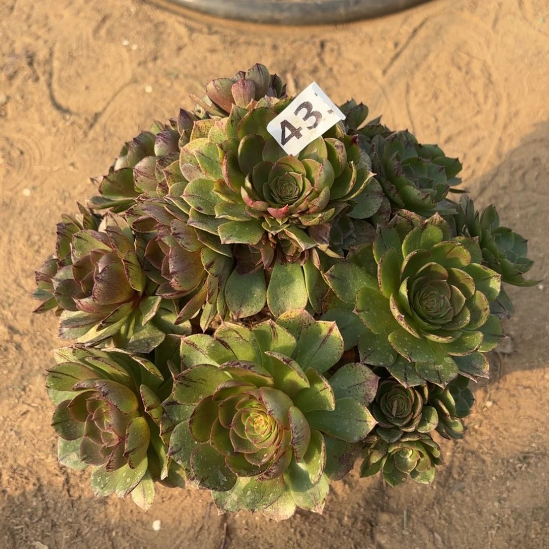 433万拉丝多肉不包损