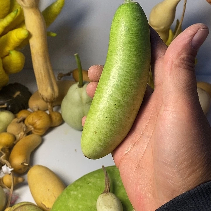 海***洋小葫芦异形手把件