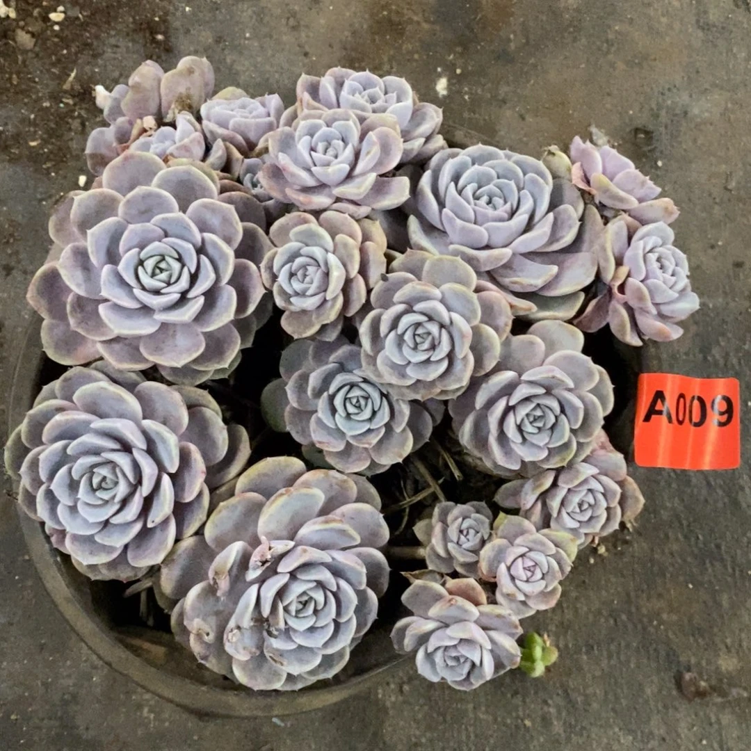 茹***汉堡009一物一拍多肉