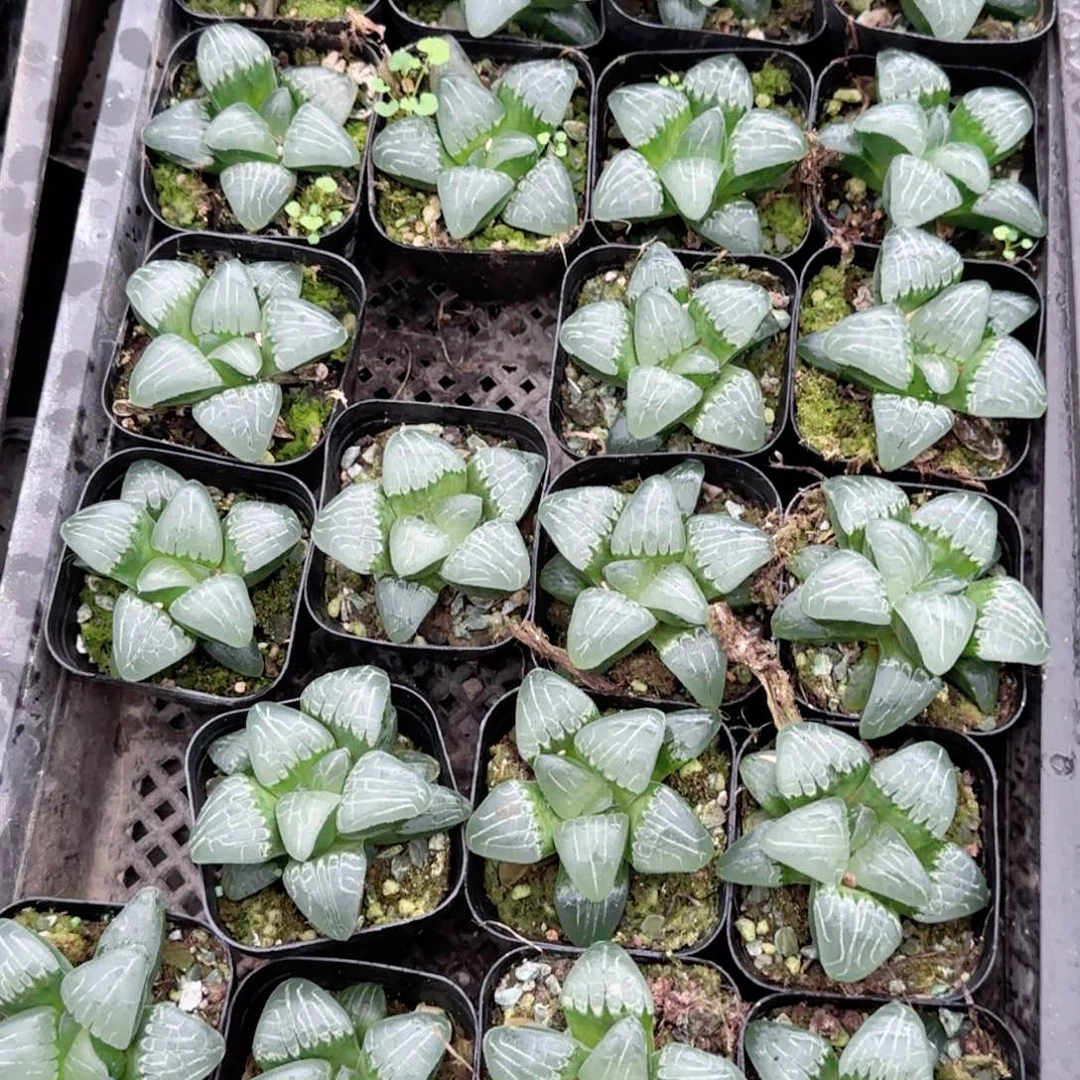 粉色甜心多肉植物一颗