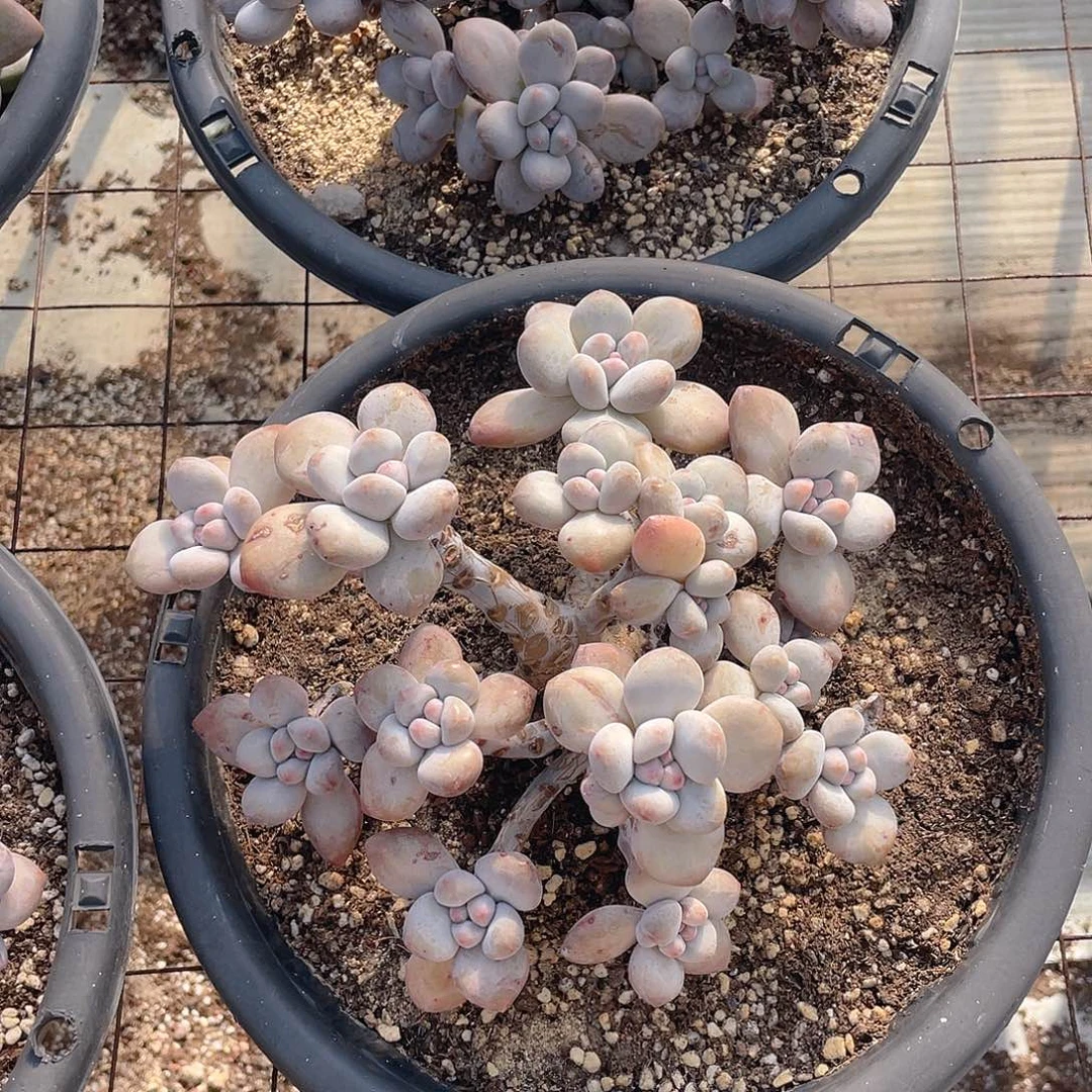 香水老桩大群 脱土发