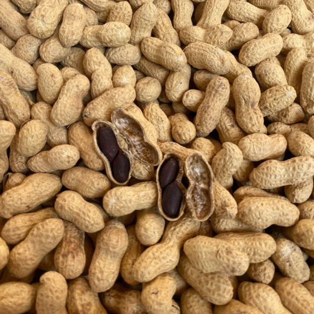 ［王苗苗］农家自种黑花生带壳自然晒干黑皮花生米1-5斤装