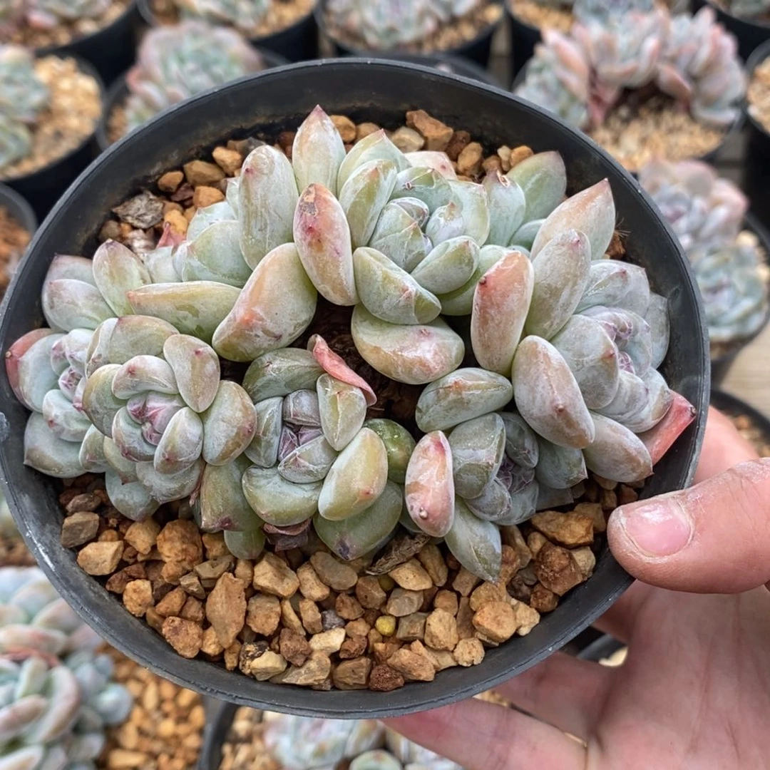十头绿底紫心脸朝上