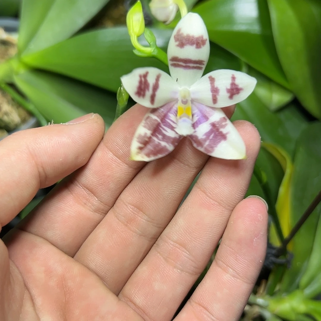 完全开放l288三寸ys1167