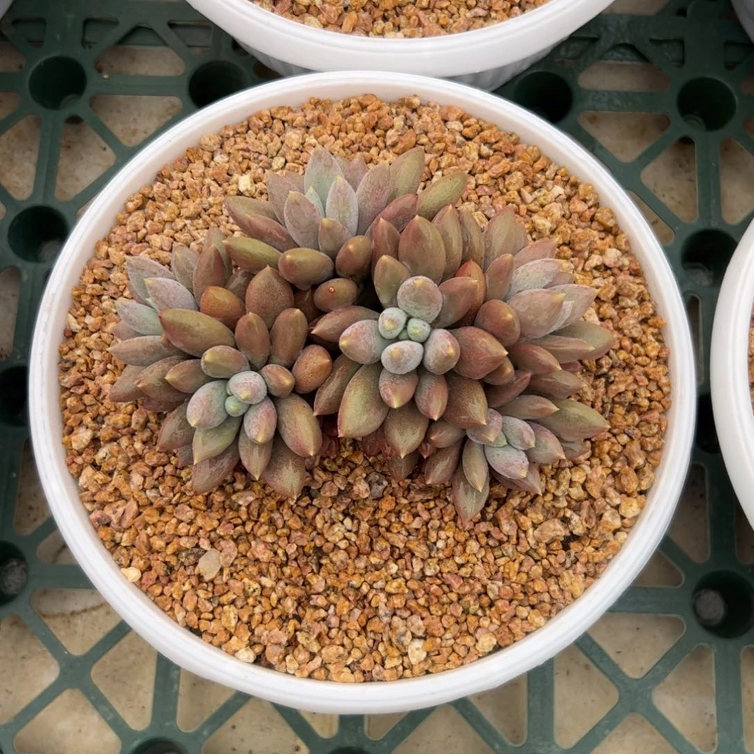 红胖体哥特多肉植物