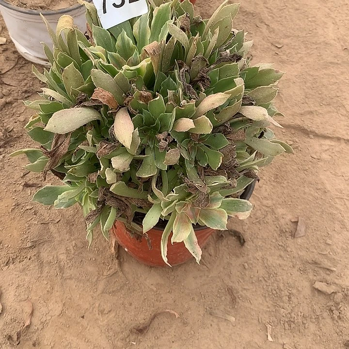 无花朵752光辉七彩