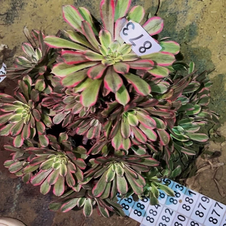 873糖果粉黛多肉植物处理不售后