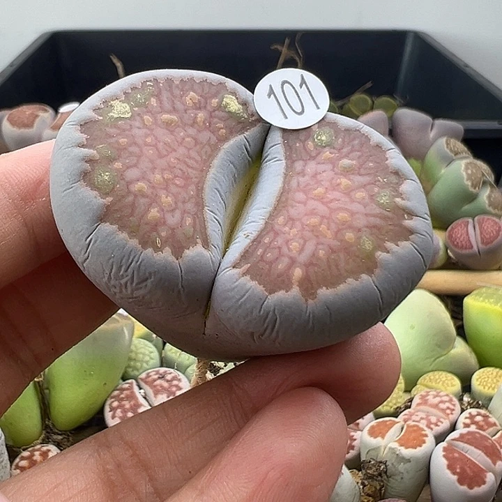 101巨无霸有伤福利清