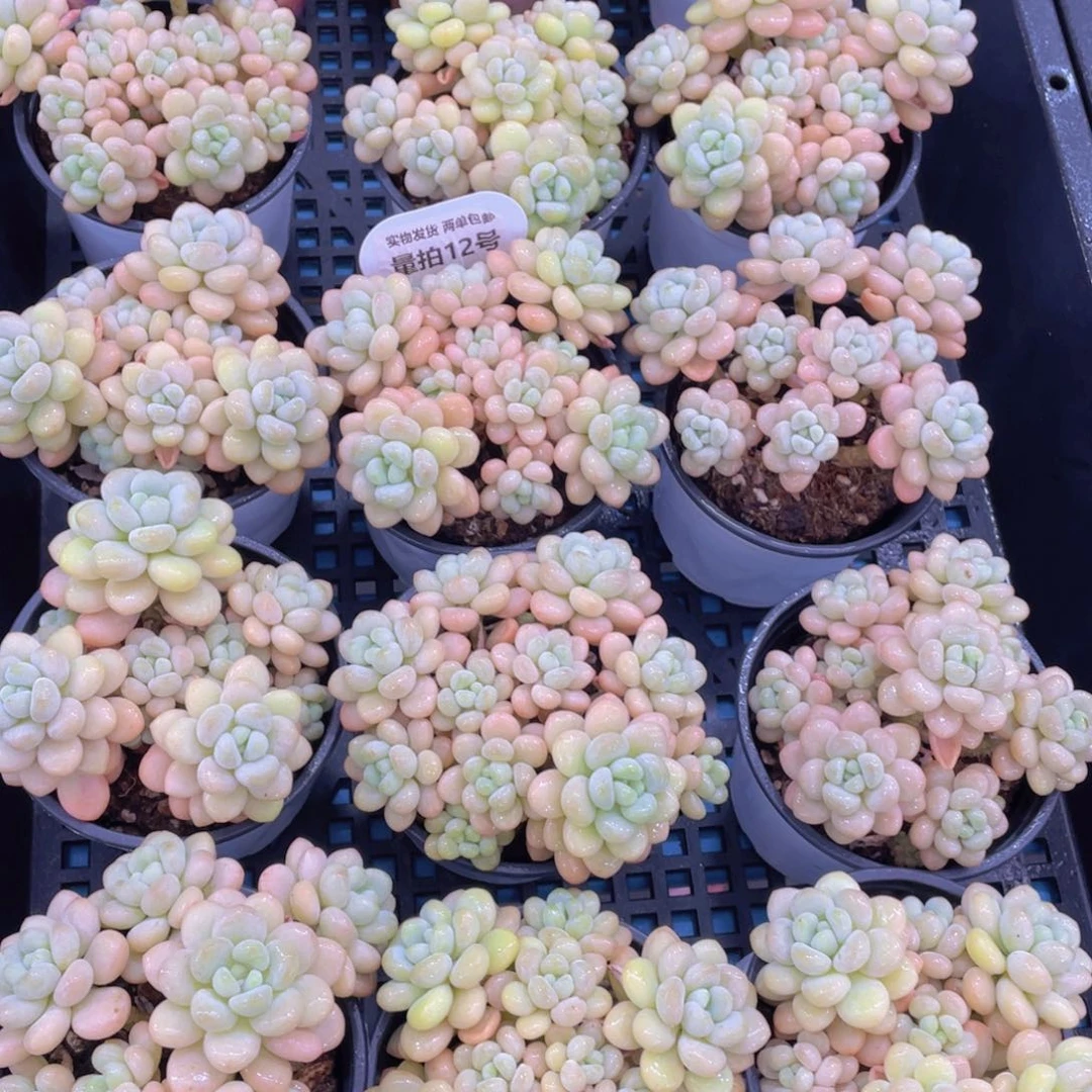 量拍12号洛可可老桩手捧大群生一个