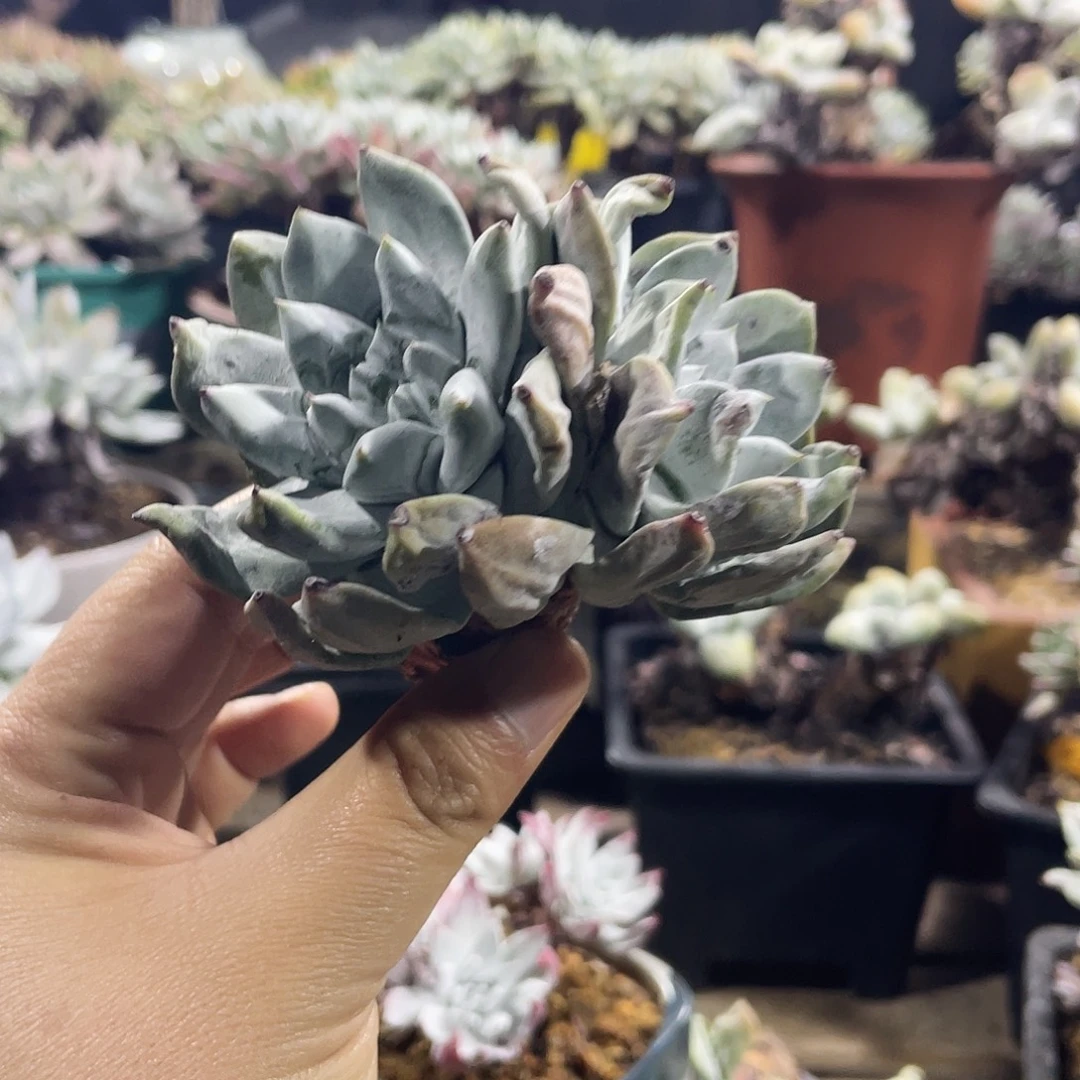 拇指帕奇飞图仙女杯