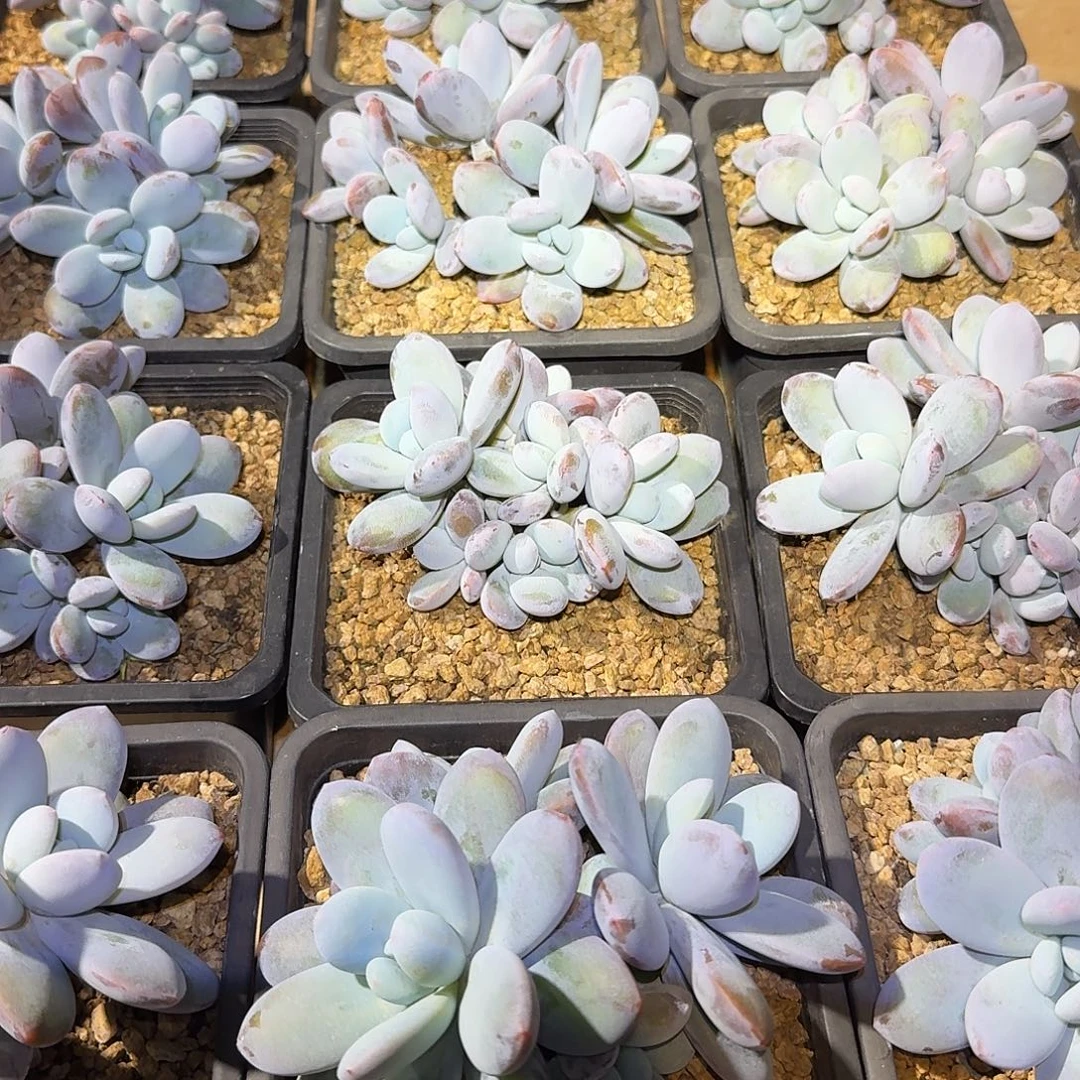 雪美人整无砍群生多肉