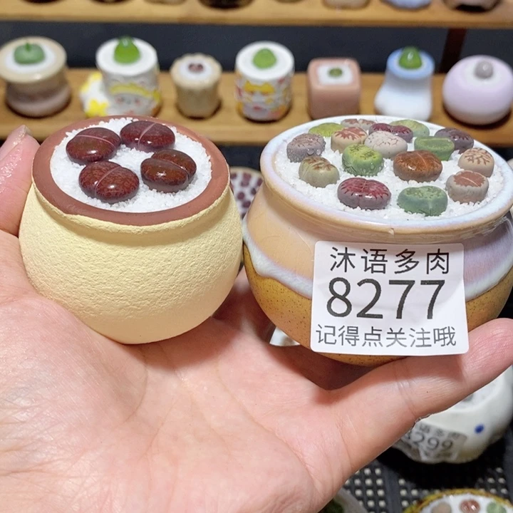 双***楼带盆土植物 精美盆栽8277