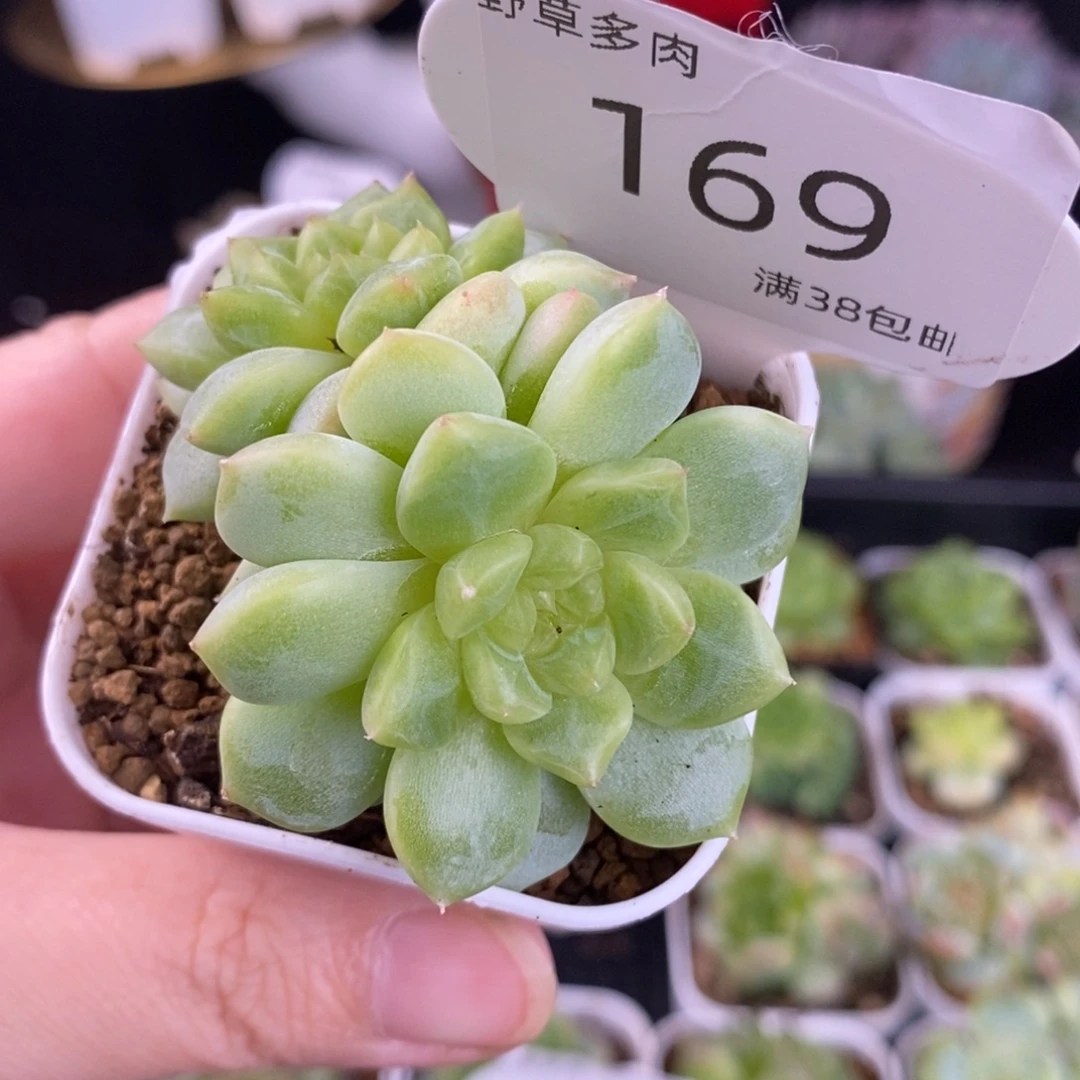 T8甜心双头一颗169号