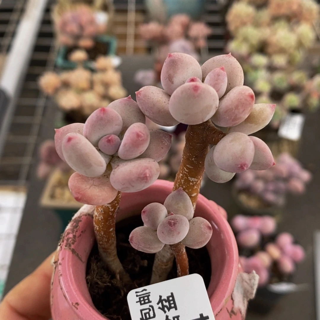 苹果奶044/4cm叶片发黄