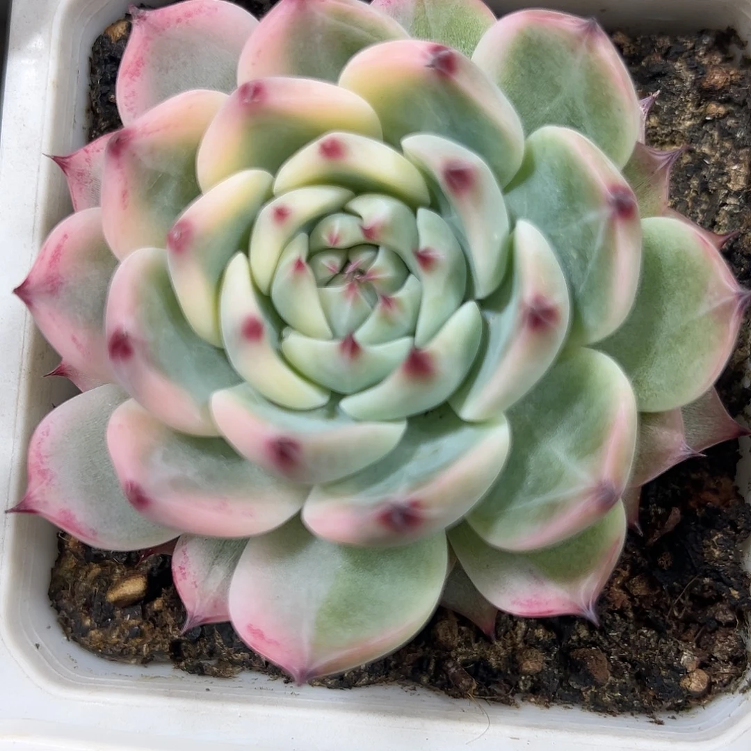 满38包邮花脸吉娃娃