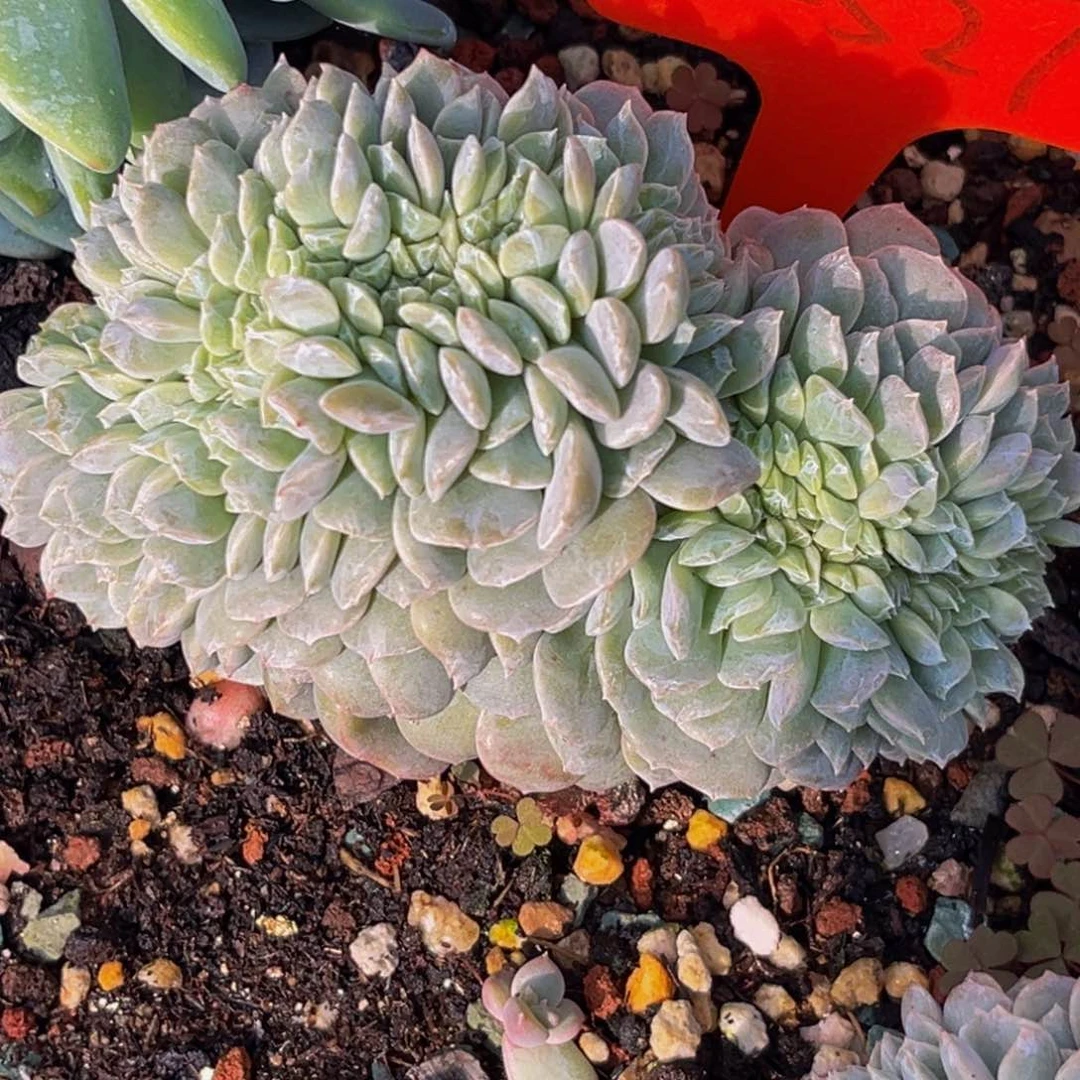 2527号上午融晶缀化多肉植物群生
