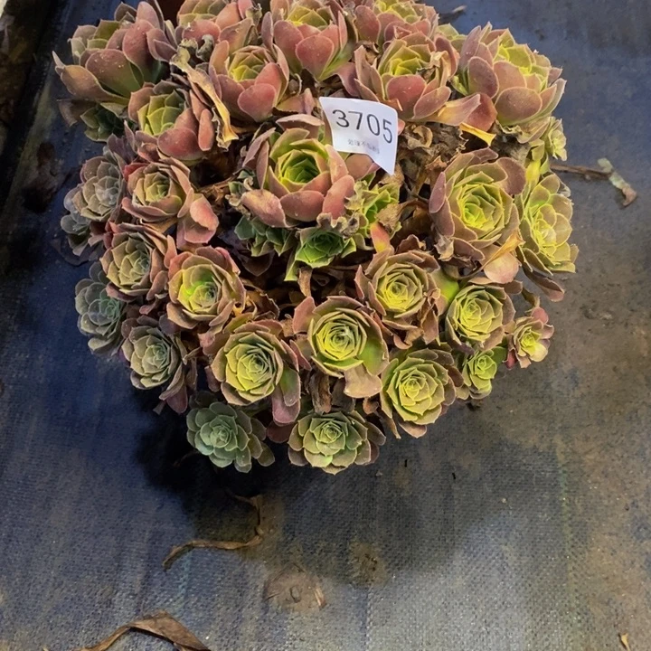 荷兰玫瑰多肉断头不包3705