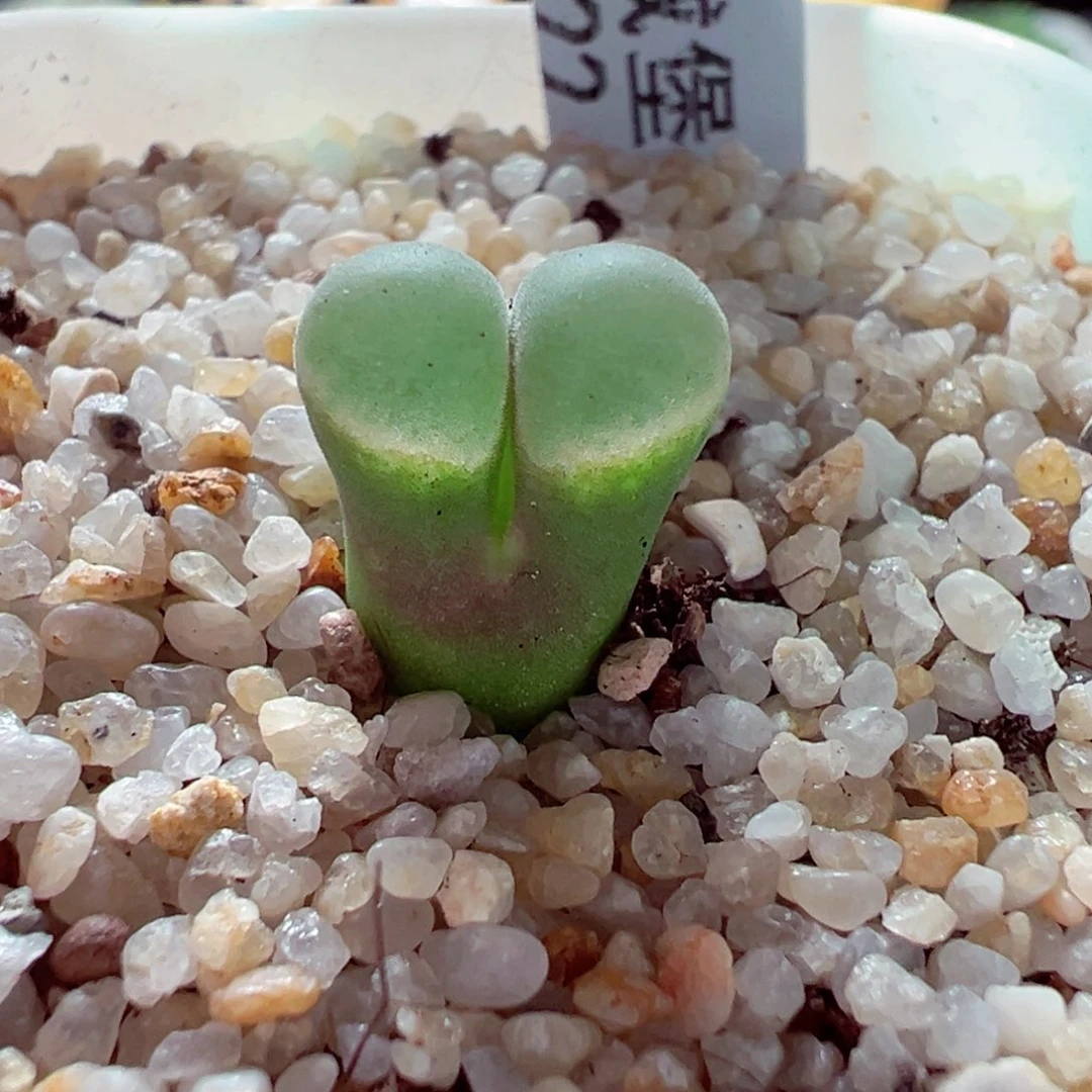 1026-251多肉多日温莎