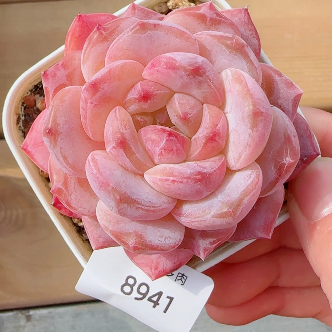 黛玉冰魄，8941多肉植物