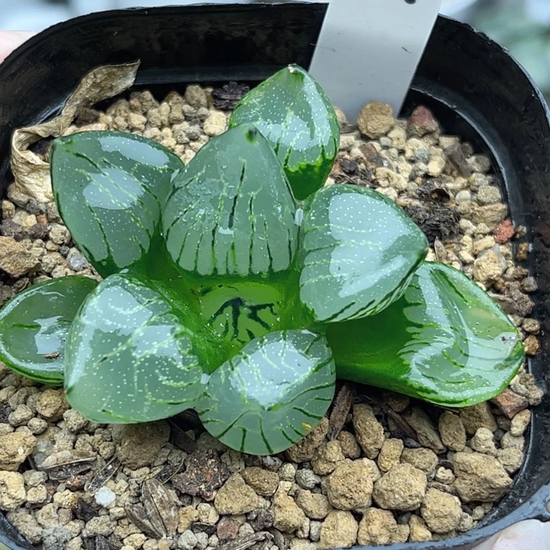 59魔晶球福利专场