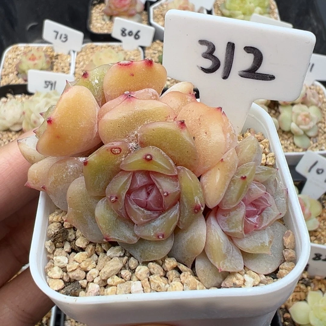 312号彩色恋人 晗雨