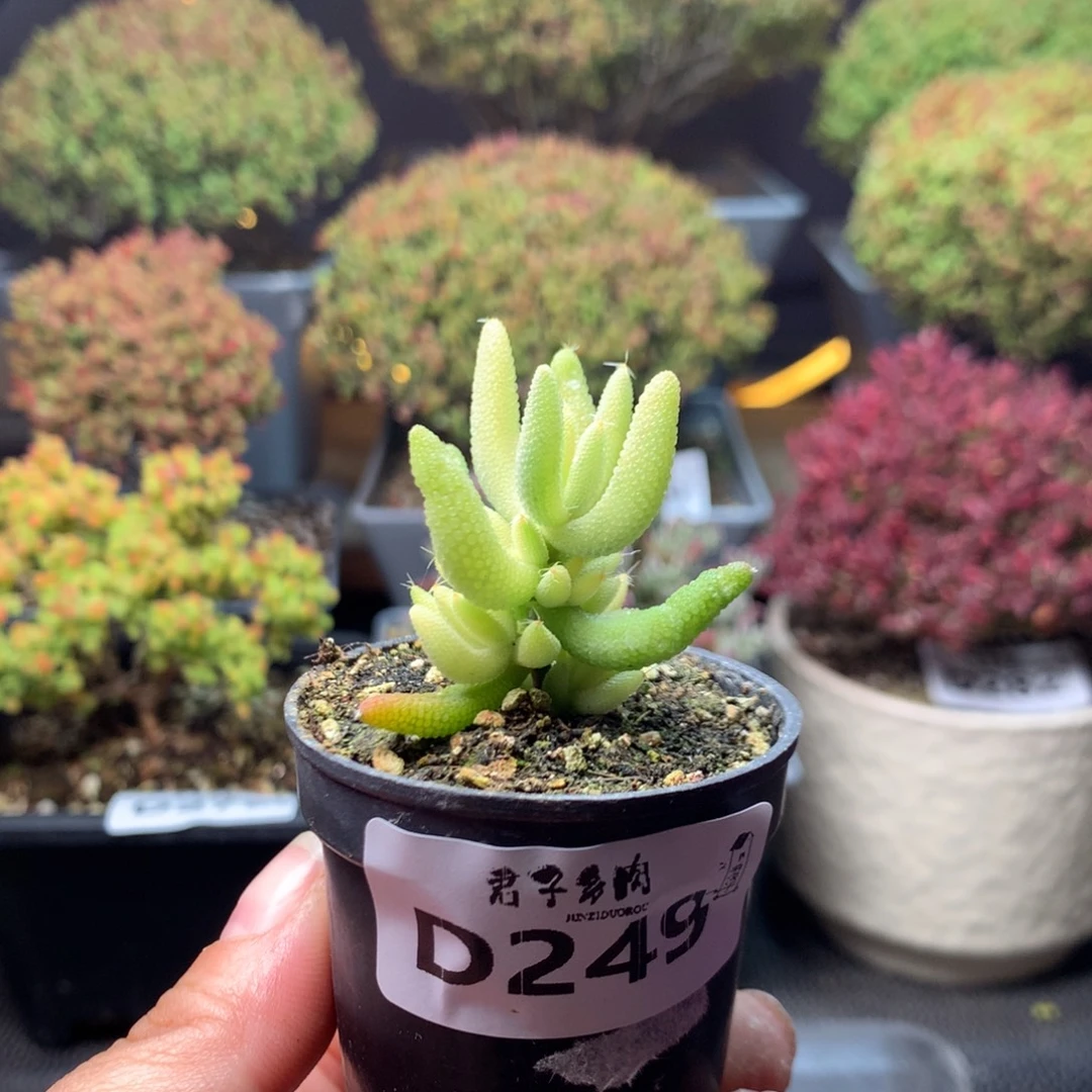 249玉米锦