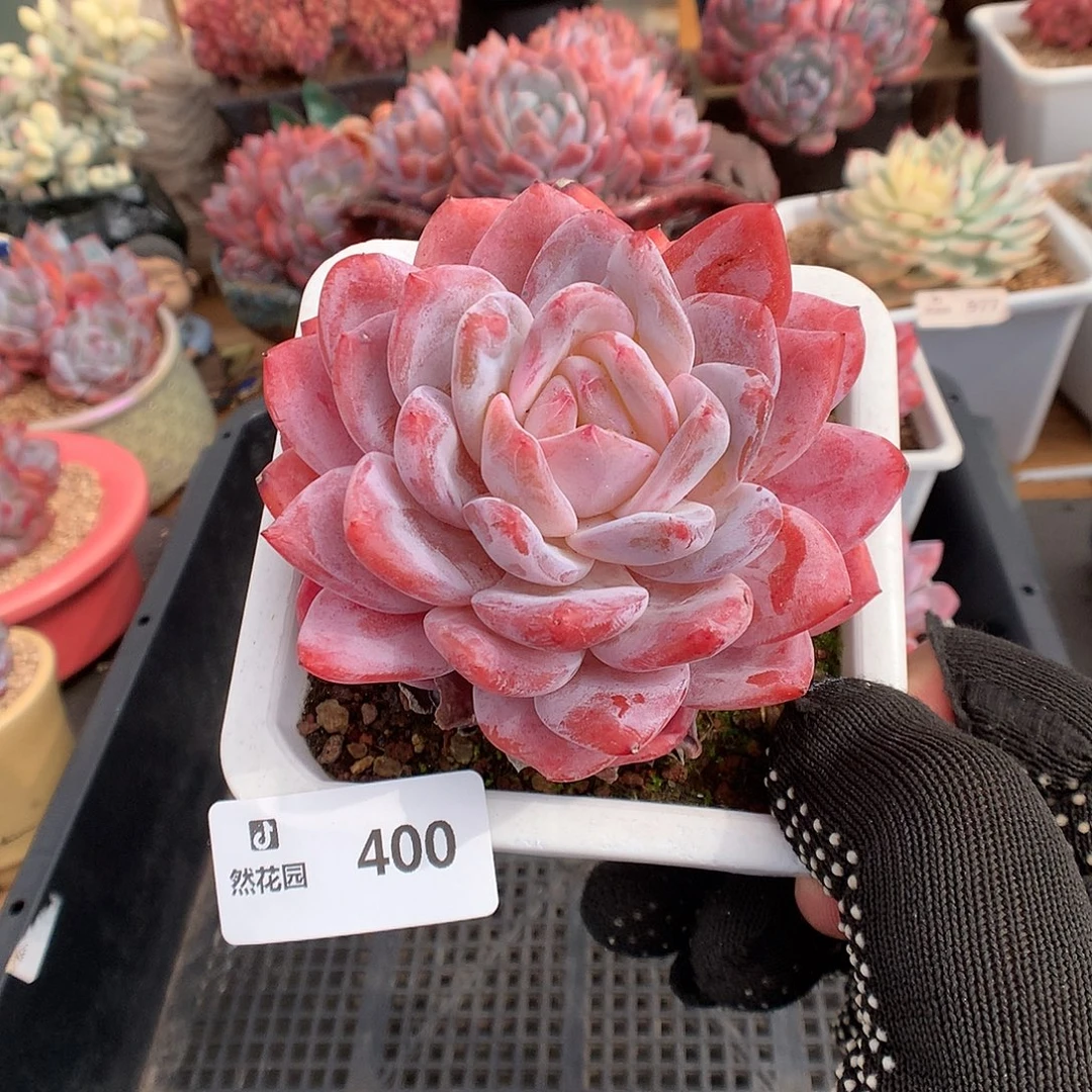 400雪天使多肉植物6666