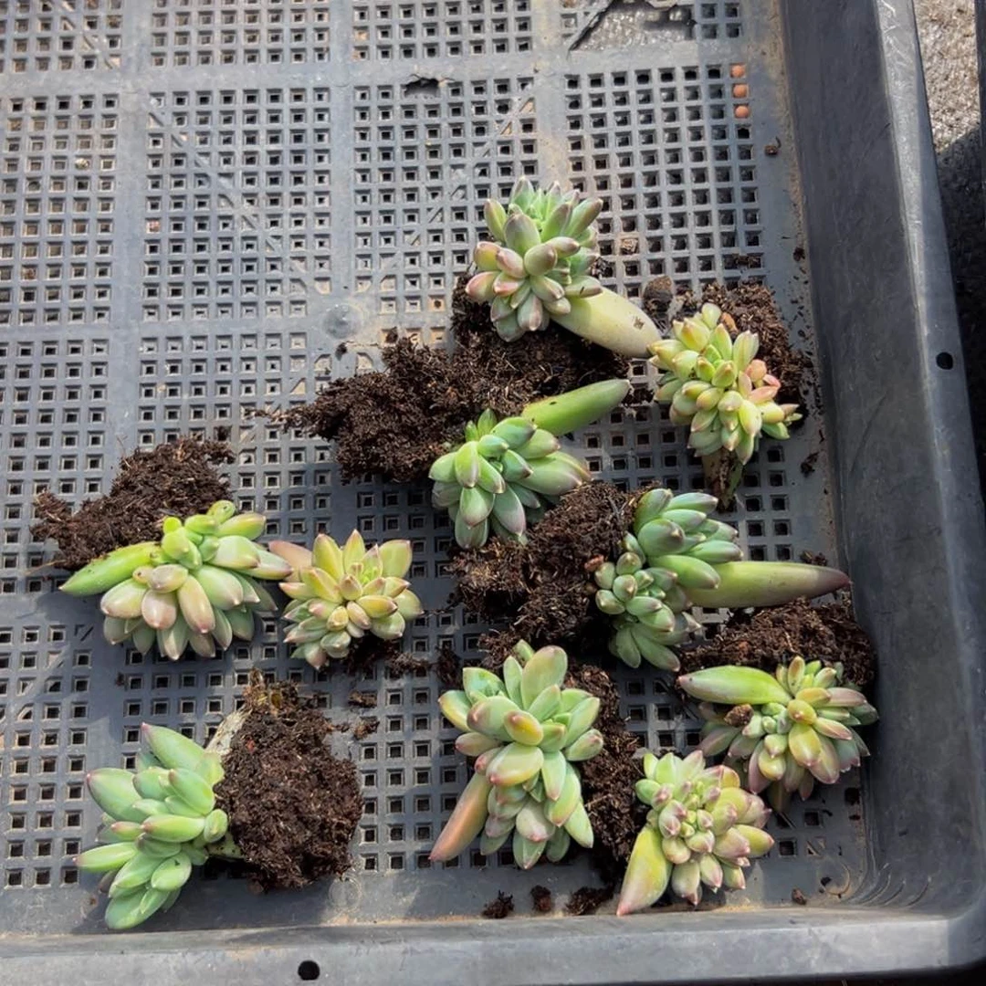 10颗大小不等大小不等