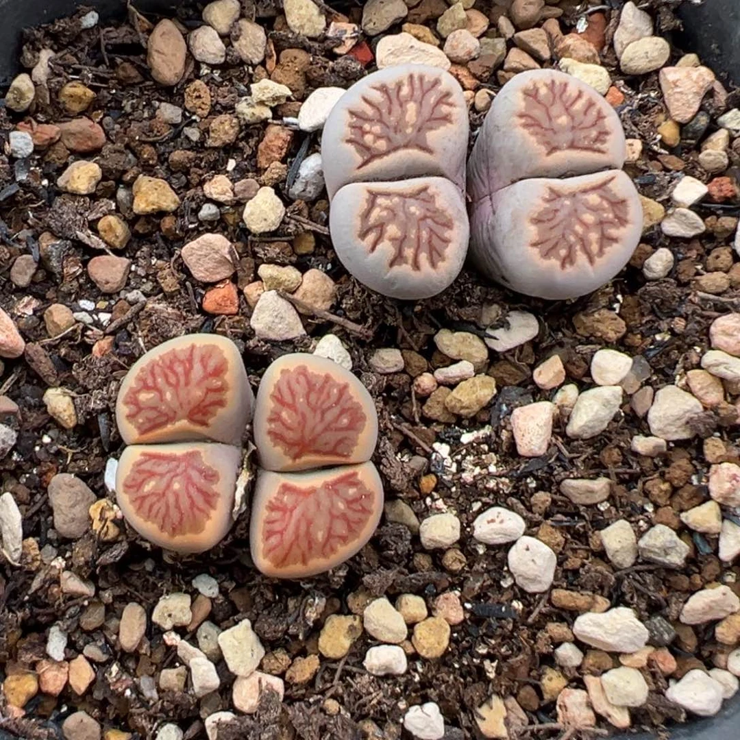 10.9好看的多肉脱土发货634