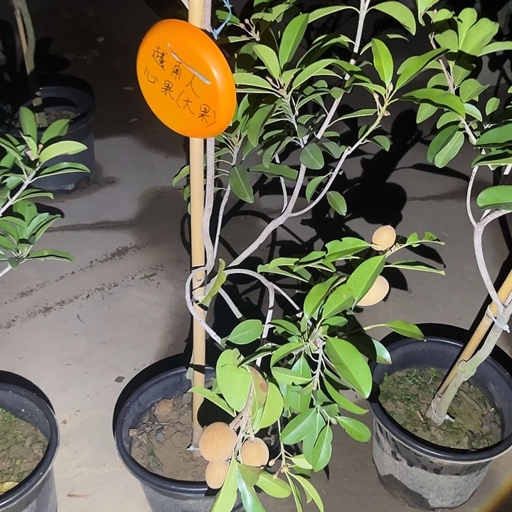 黄***完全开放果树8888888