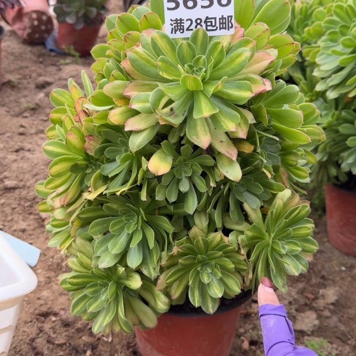 5656霓裳多肉一号棚C