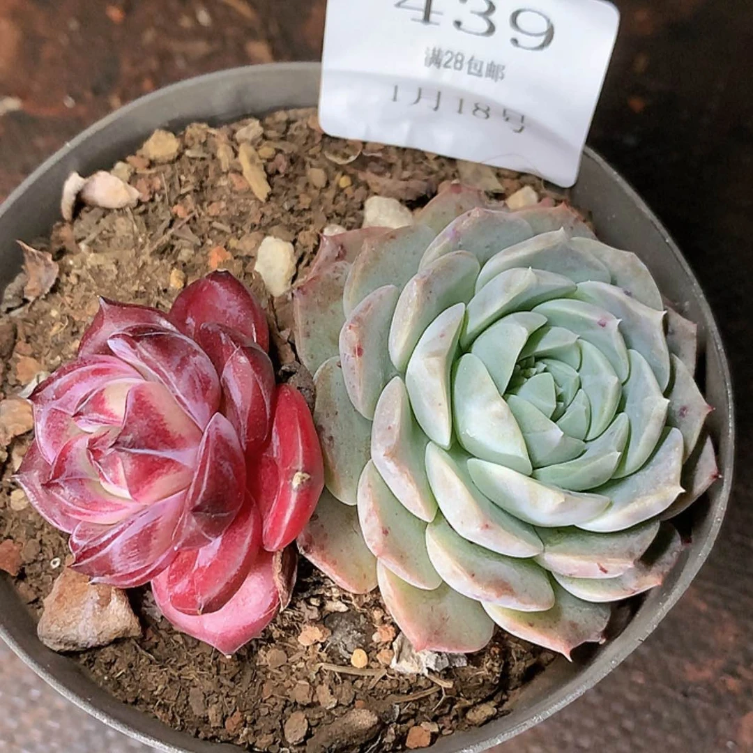 【闪购商品】云439