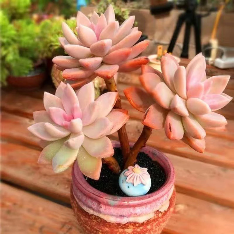 云南高山多肉 淡雪脱土发货多肉绿植三单包邮多肉基地直发