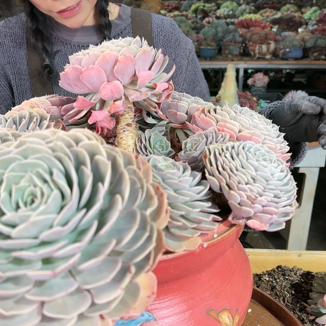 美**量美牙，盆180           盆