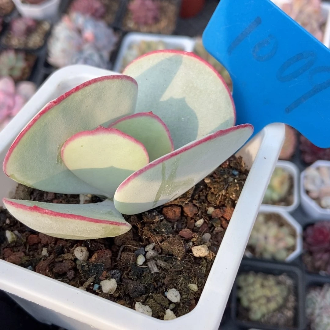 1009白眉多肉植物