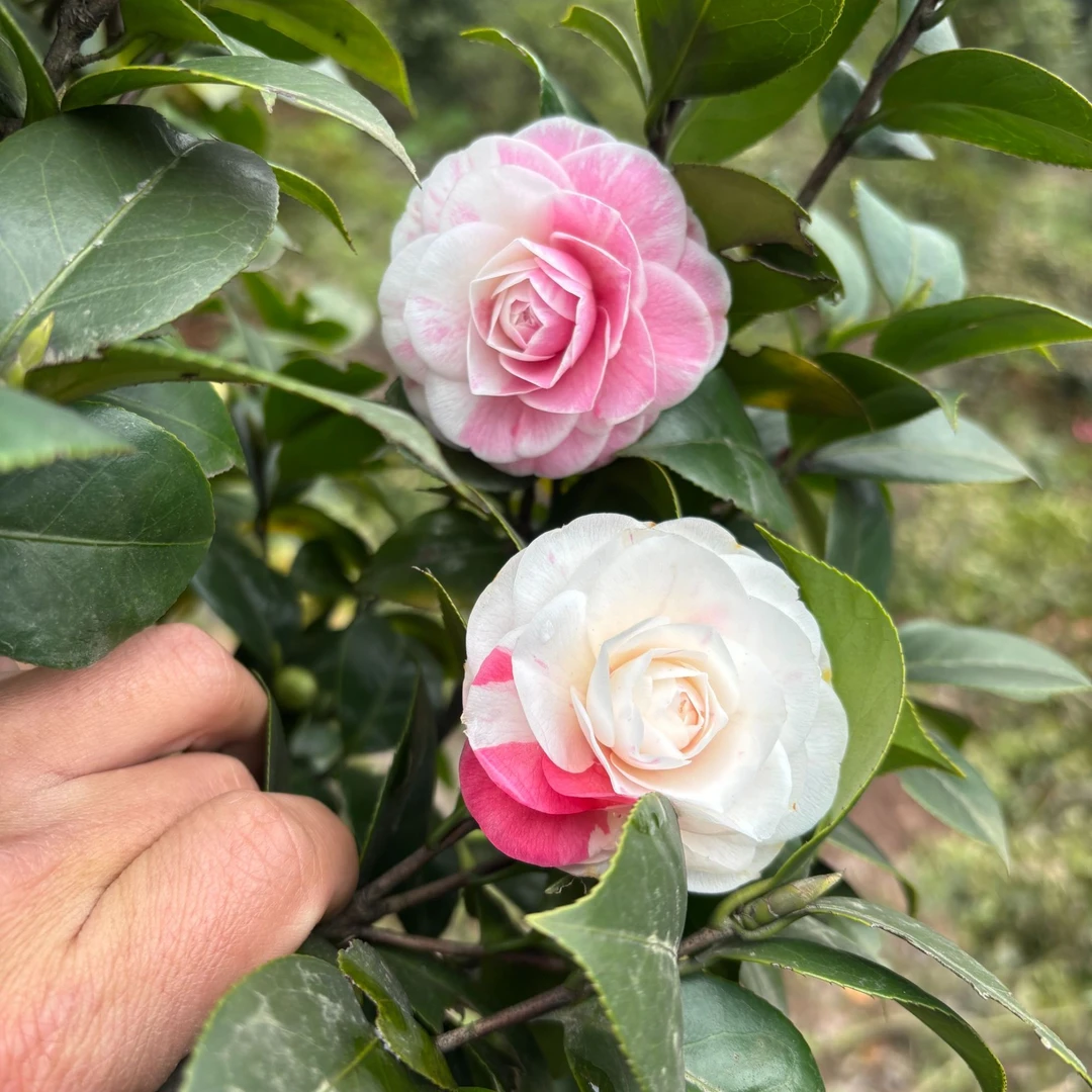 高山山茶花，耐寒山茶花