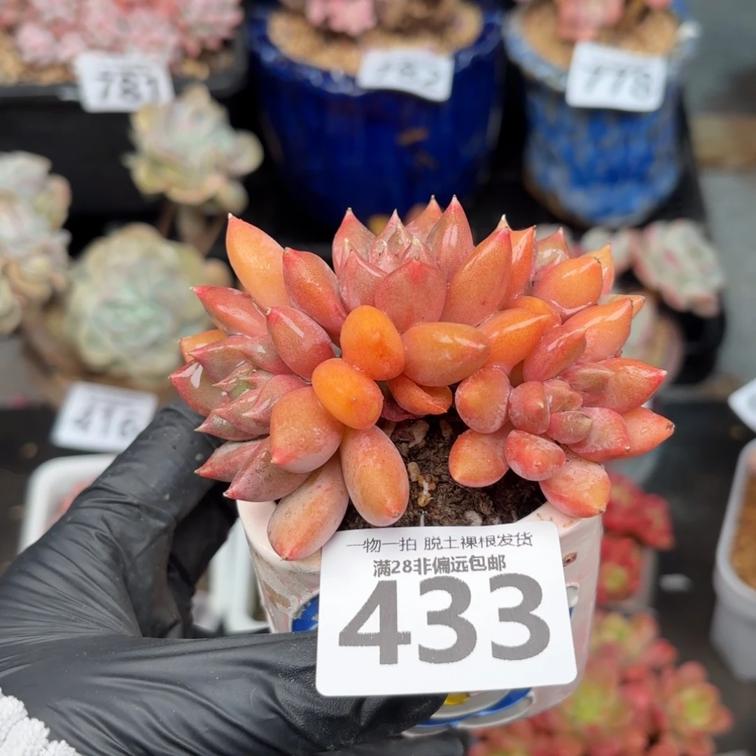 红象牙无盆土发货