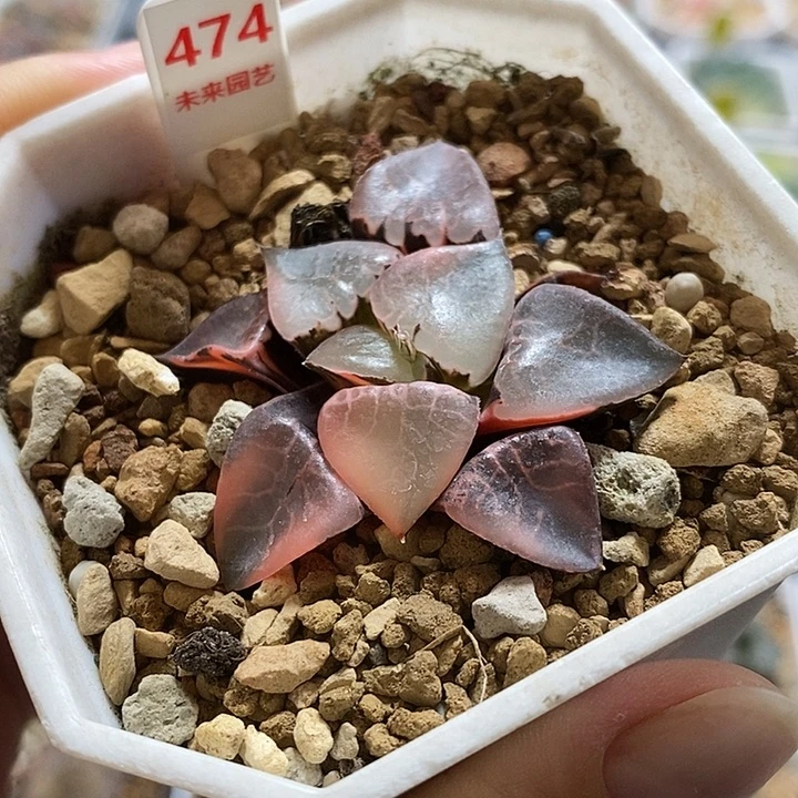 474火凤凰克锦一物一拍