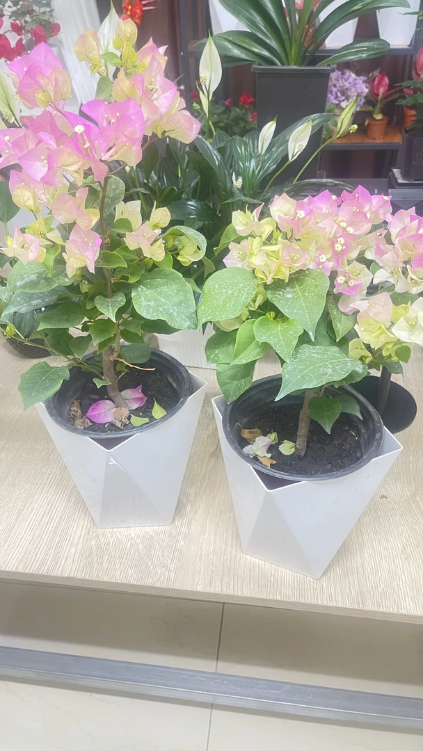 绿樱三角梅带花大苗盆栽爬藤重瓣四季开花植物适合阳台庭院