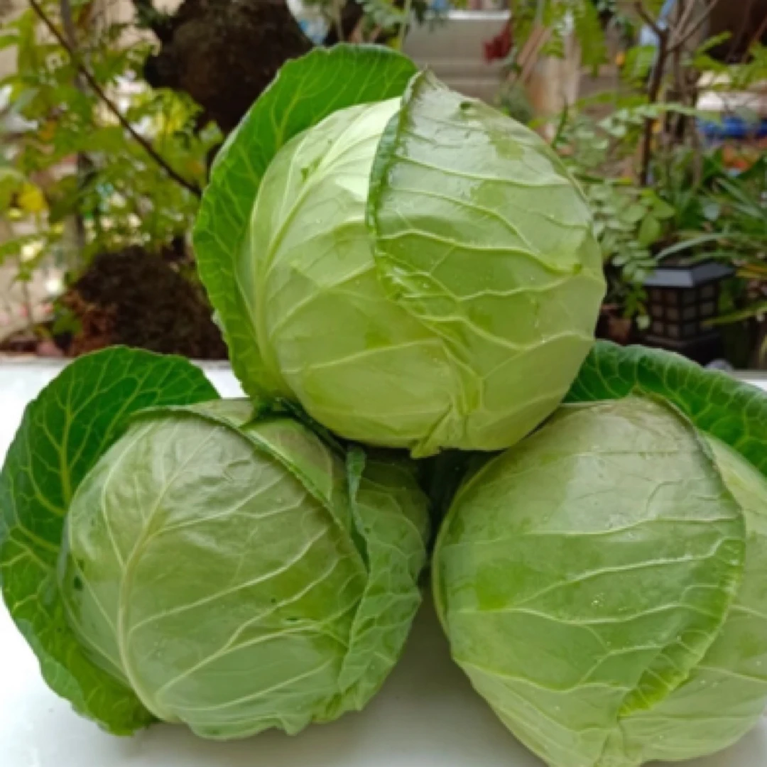 一村一品山野好货【精选一包菜】