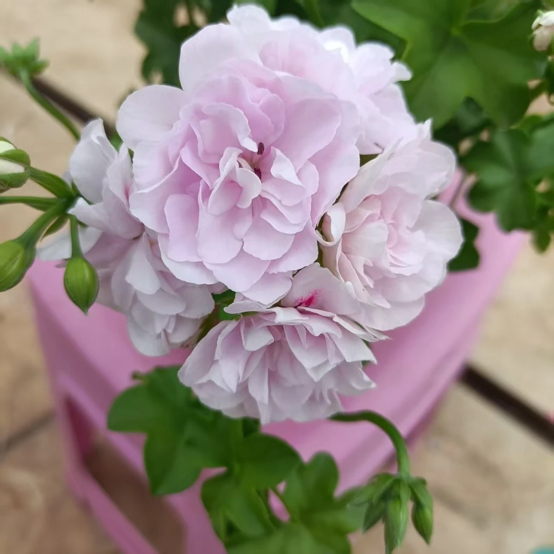 杰克垂吊  特大花球