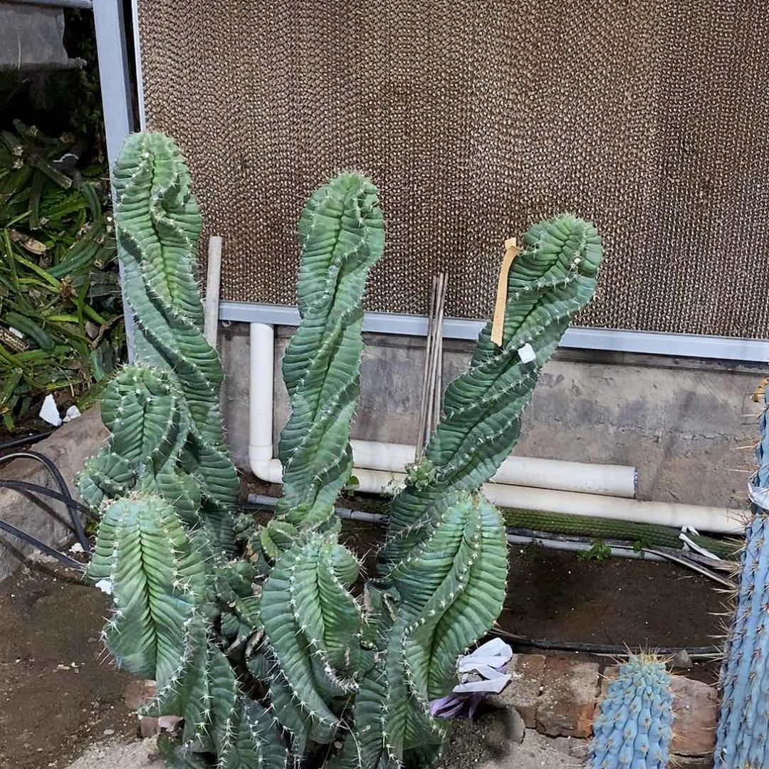 勇***前21号拍品。