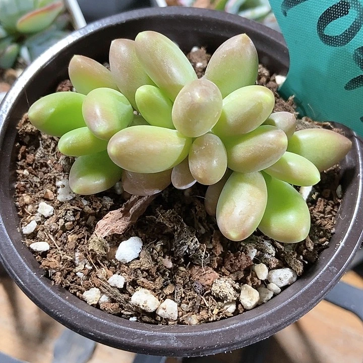 多肉植物芒果奶7041